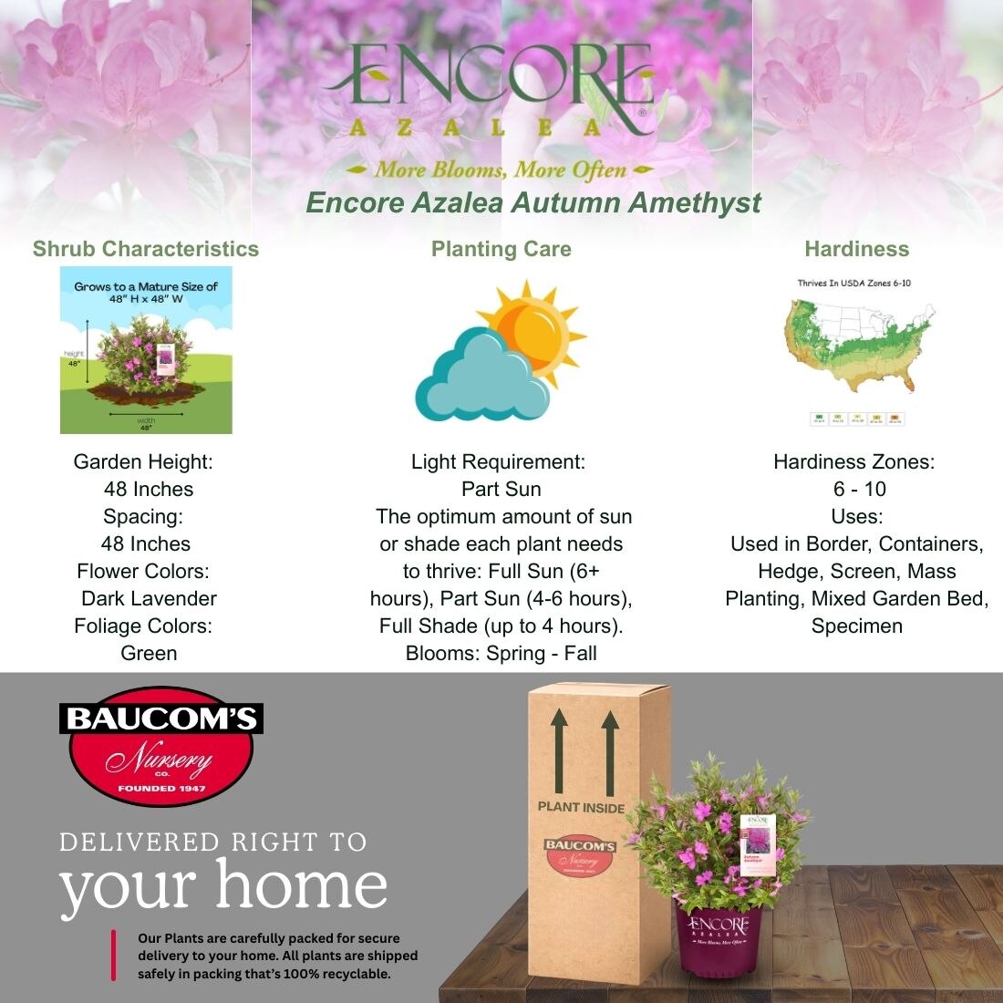 ENCORE AZALEA 5 Gal. Autumn Amethyst Azalea Shrub with Small